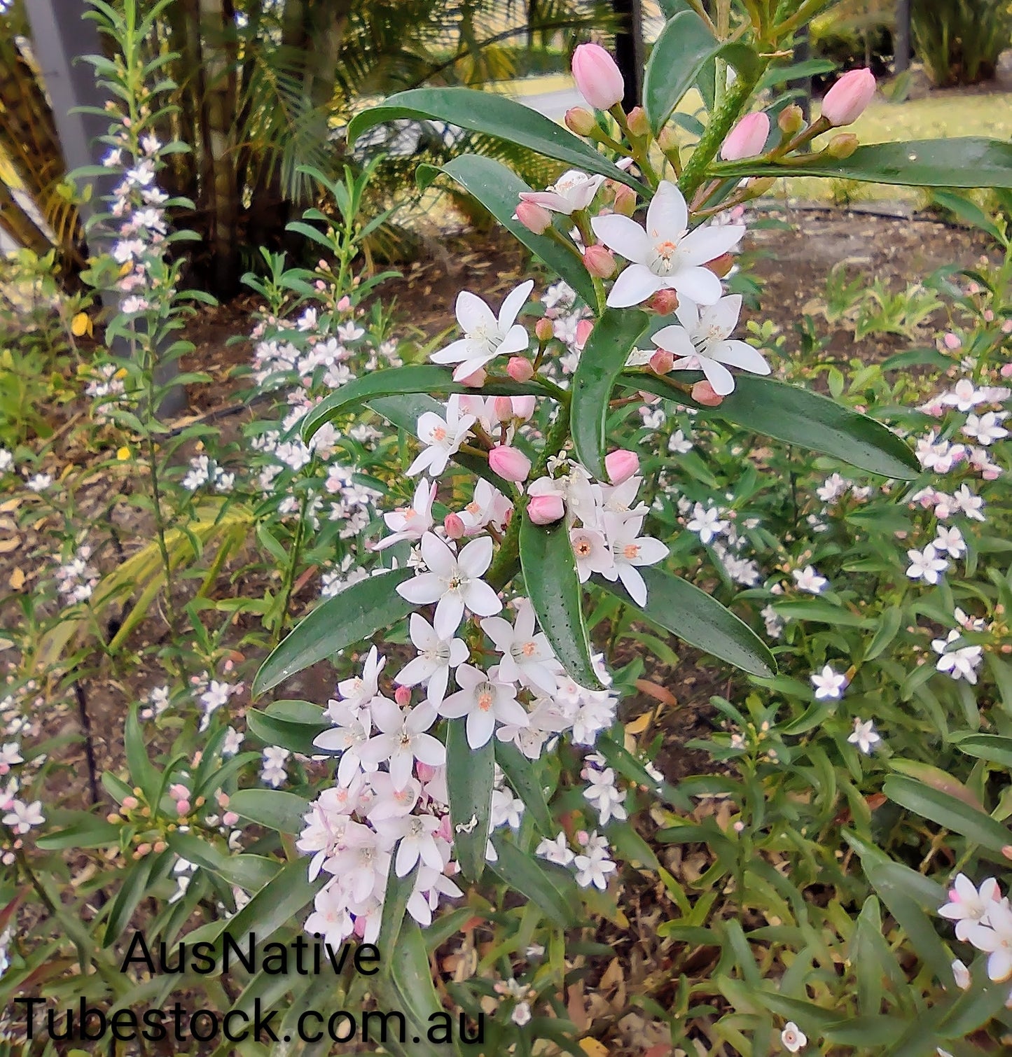 Philotheca 'Flower Girl' Tubestock (50mm x 120mm)