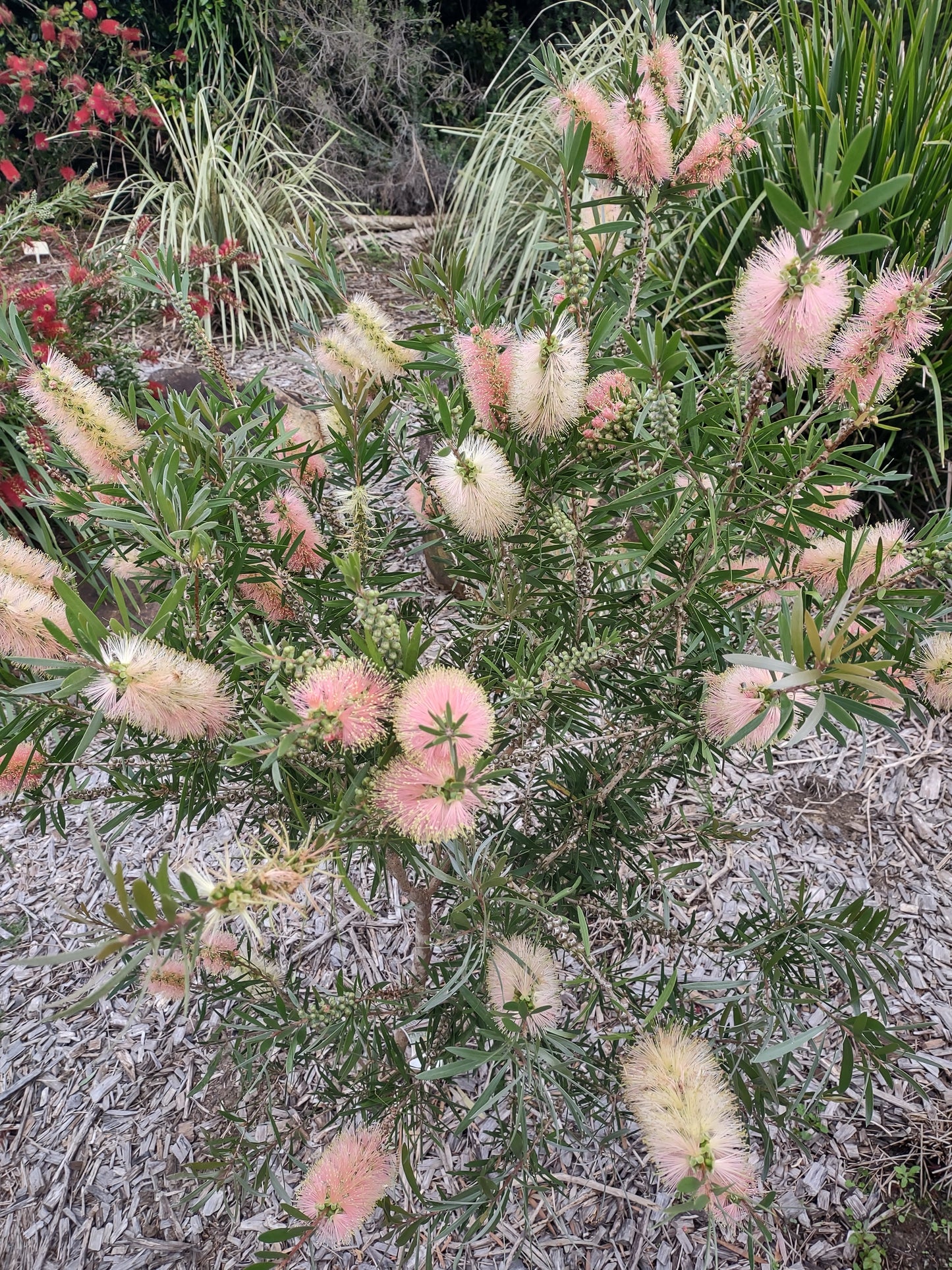 Callistemon 'Pink Champagne' Tubestock (50mm x 120mm)