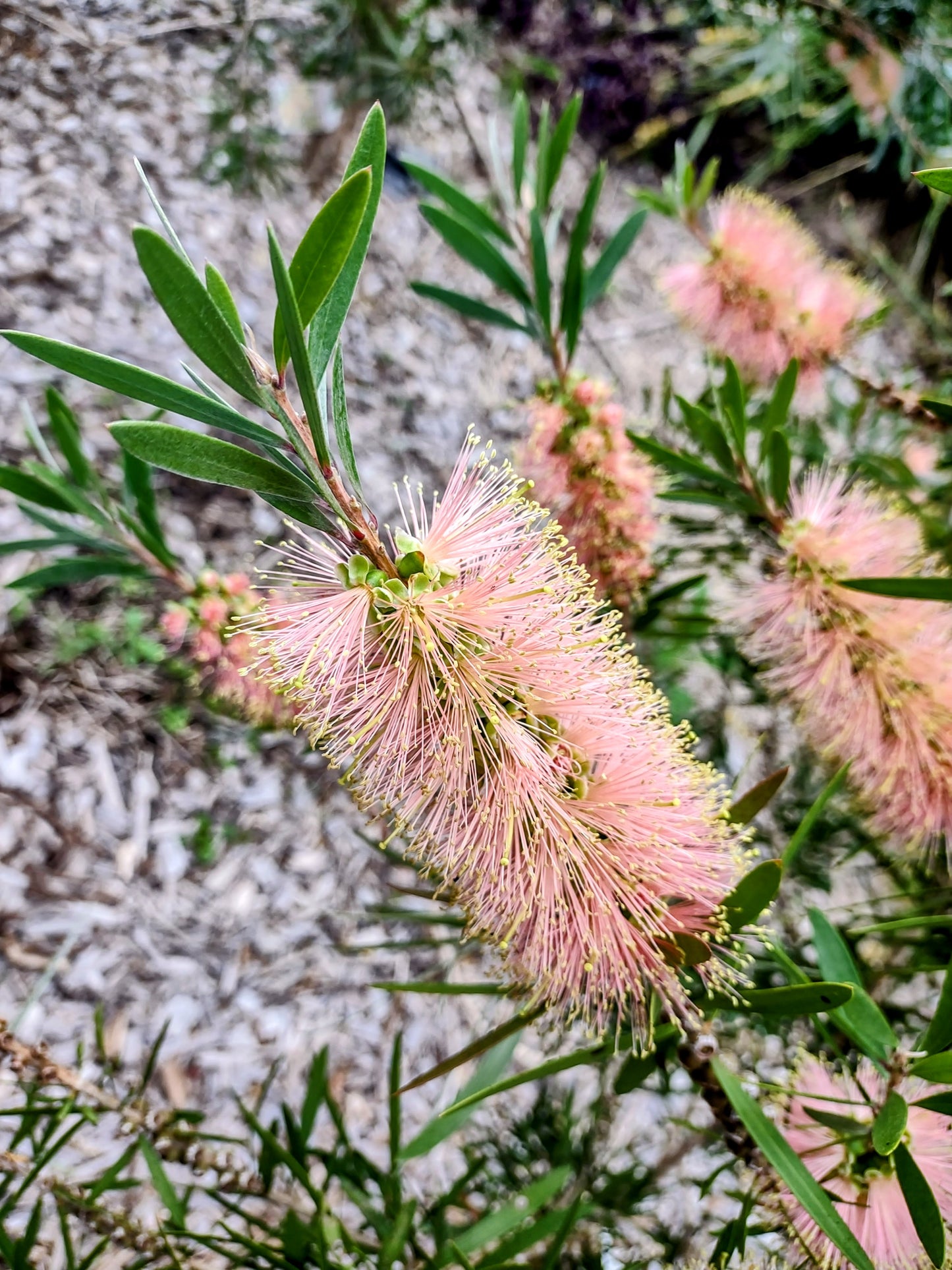Callistemon 'Pink Champagne' Tubestock (50mm x 120mm)