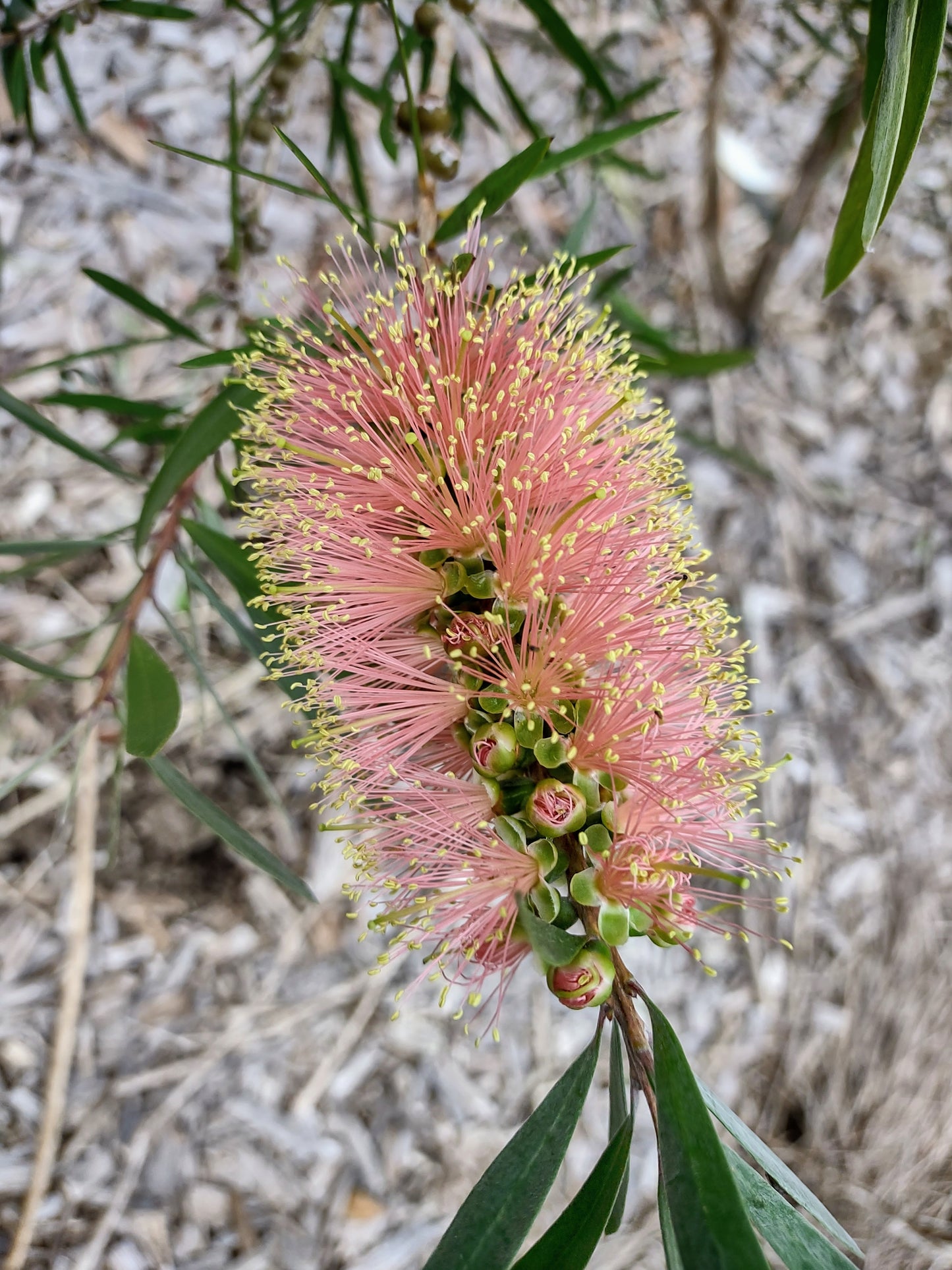 Callistemon 'Pink Champagne' Tubestock (50mm x 120mm)