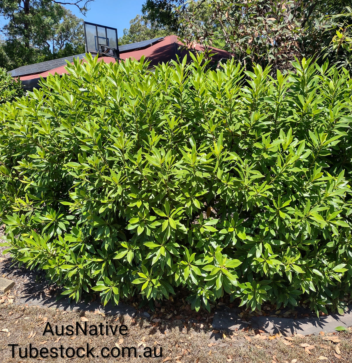 Golden Penda Dwarf 'Fairhills Gold' Tubestock (50mm x 120mm)