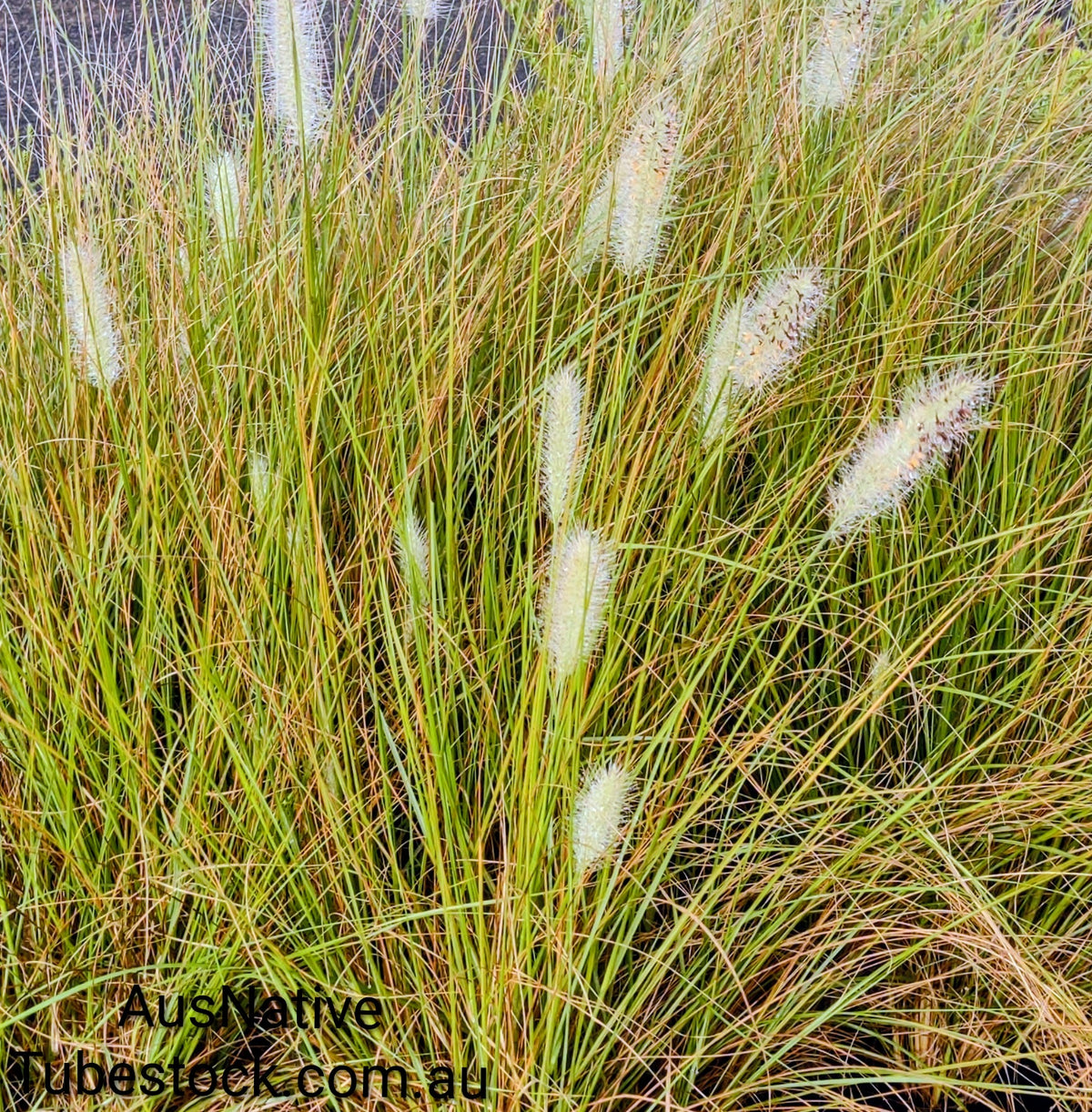 Swamp Foxtail Grass Tubestock (50mm x 120mm)
