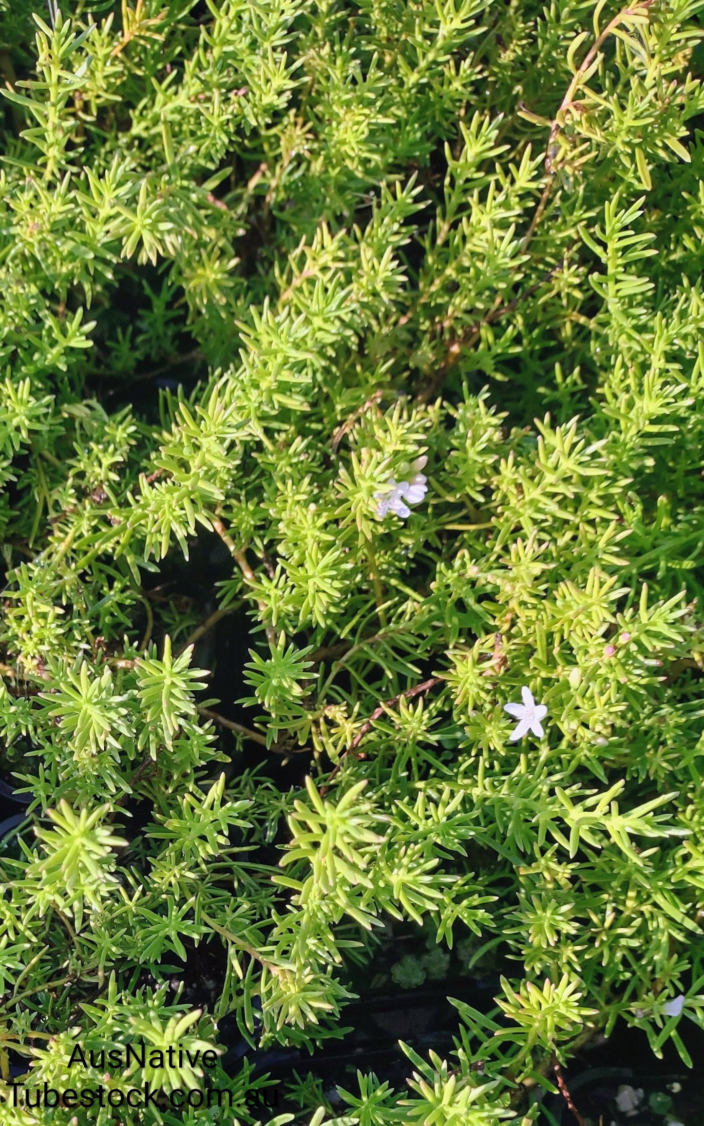 Myoporum 'Fine Leaf' Tubestock (50mm x 120mm)