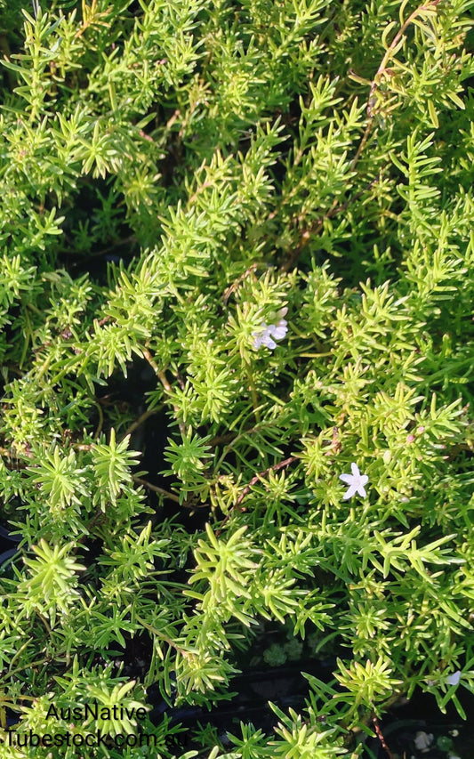 Myoporum 'Fine Leaf' Tubestock (50mm x 120mm)
