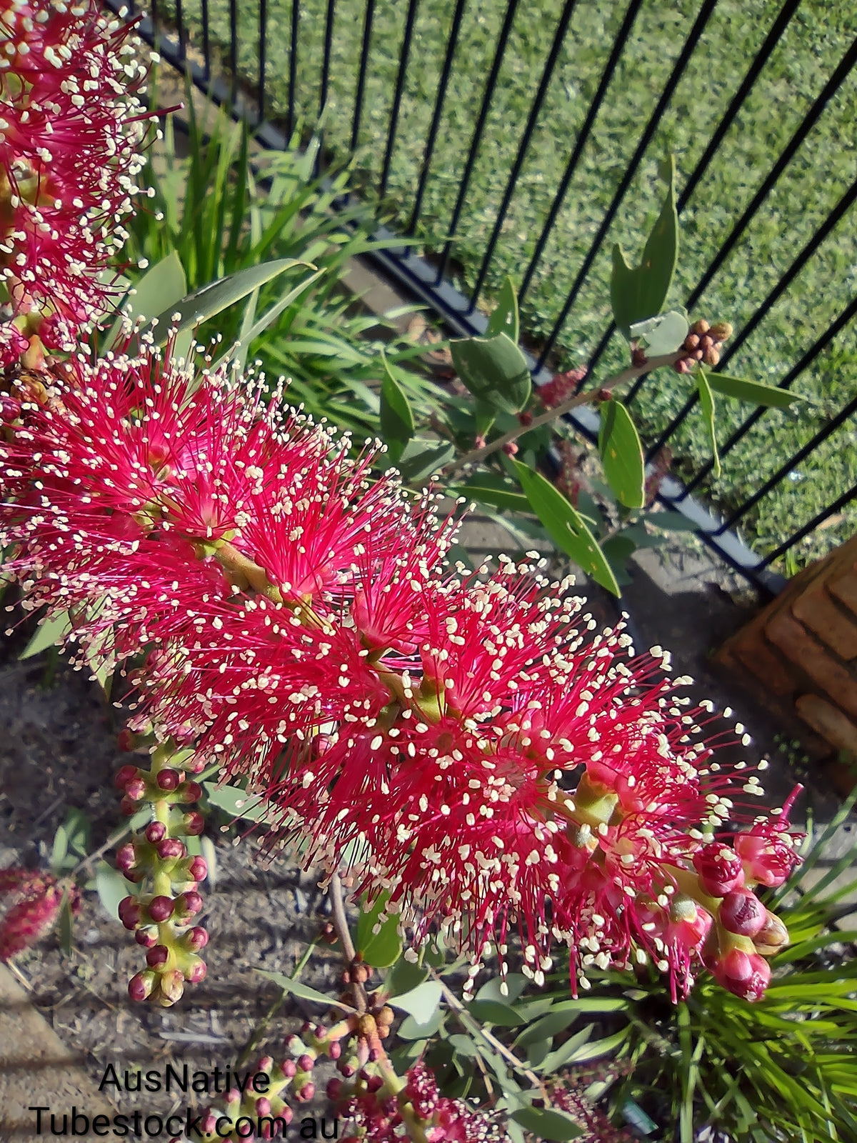 Melaleuca 'Candy Sparkles' Tubestock (50mm x 120mm)