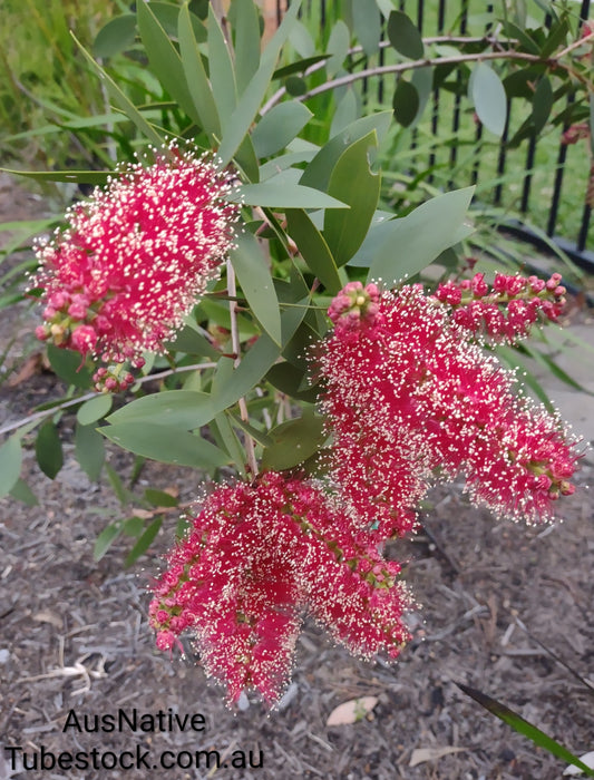 Melaleuca 'Candy Sparkles' Tubestock (50mm x 120mm)