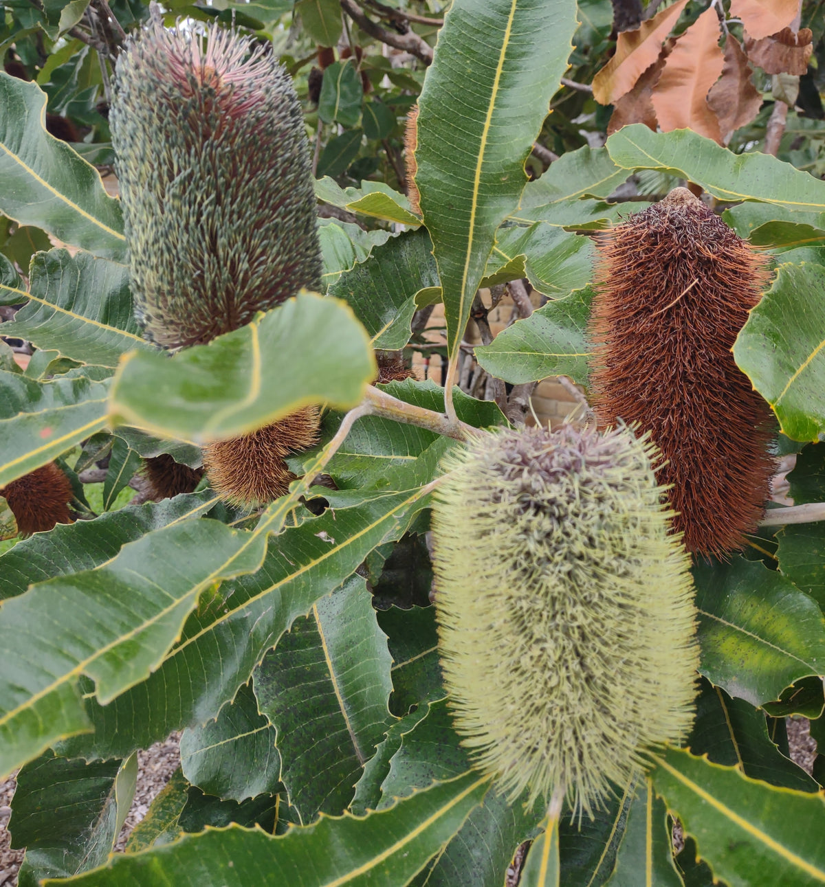 Banksia plant with green and brown flower spikes and large leaves.