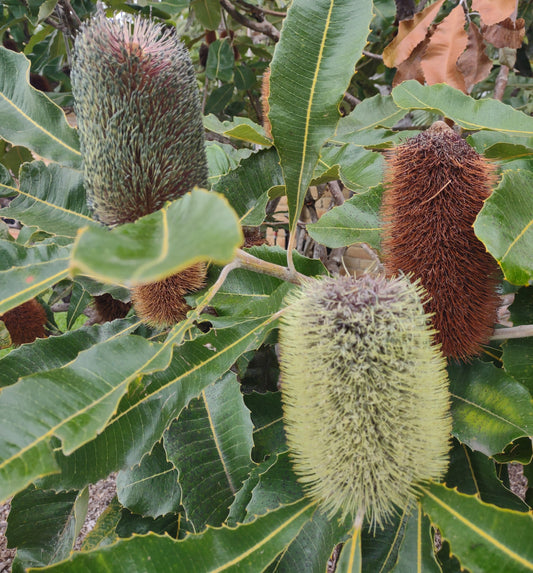 Banksia plant with green and brown flower spikes and large leaves.