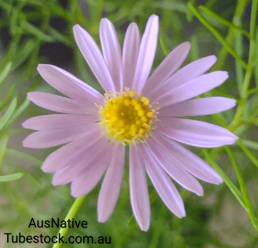 Native Daisy 'Mauve' Tubestock (50mm x 120mm)