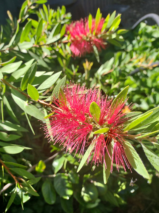 Callistemon 'Pink Neon' Tubestock (50mm x 120mm)