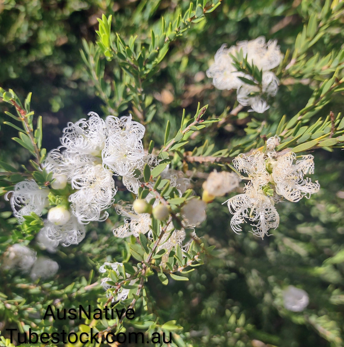 Melaleuca 'White Lace' Tubestock (50mm x 120mm)