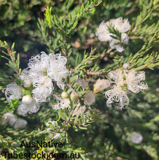 Melaleuca 'White Lace' Tubestock (50mm x 120mm)