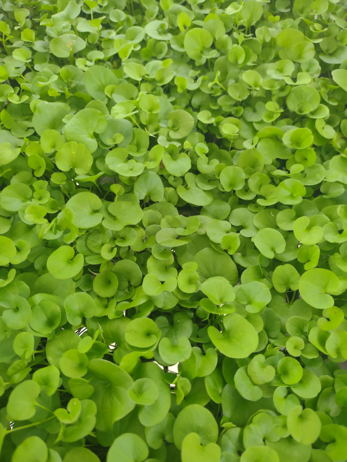 Dichondra repens Tubestock (50mm x 120mm)
