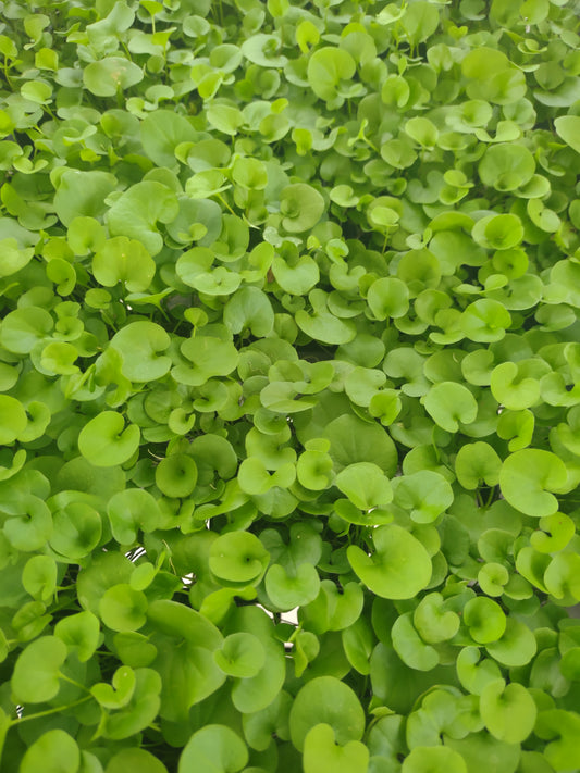 Dichondra repens Tubestock (50mm x 120mm)