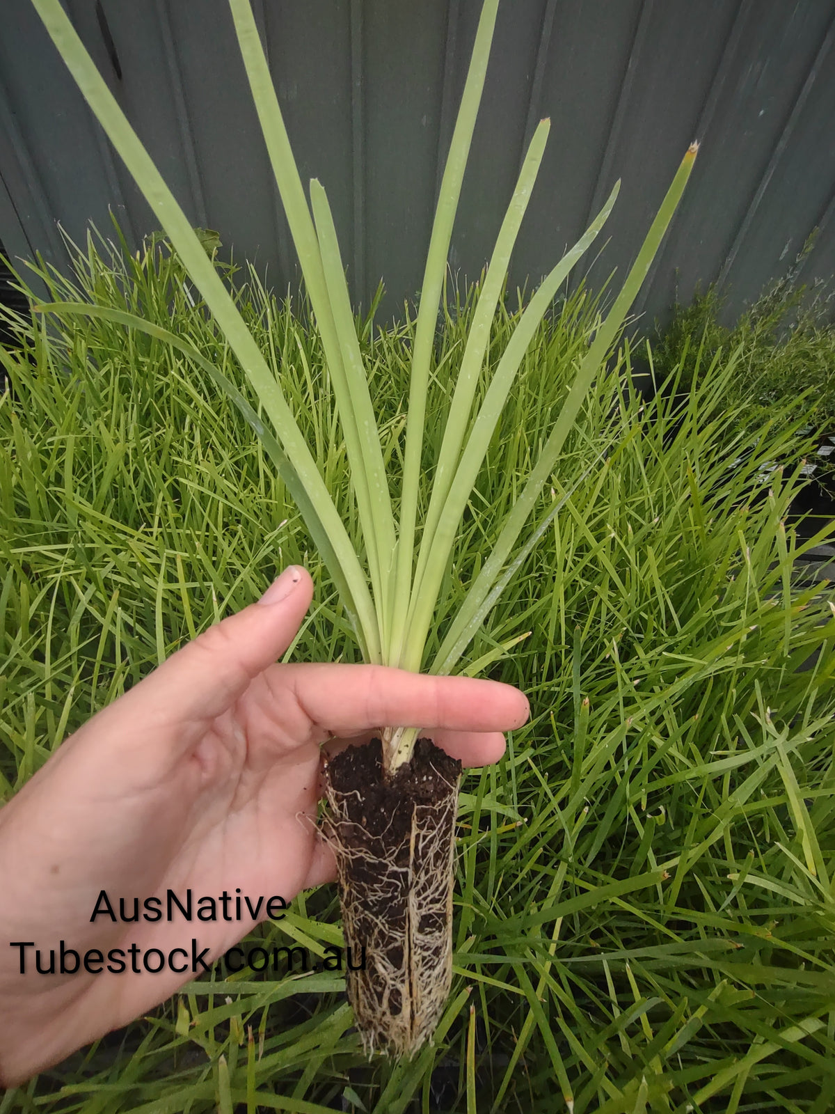 Lomandra longifolia Forestry Tray (40 Cell)