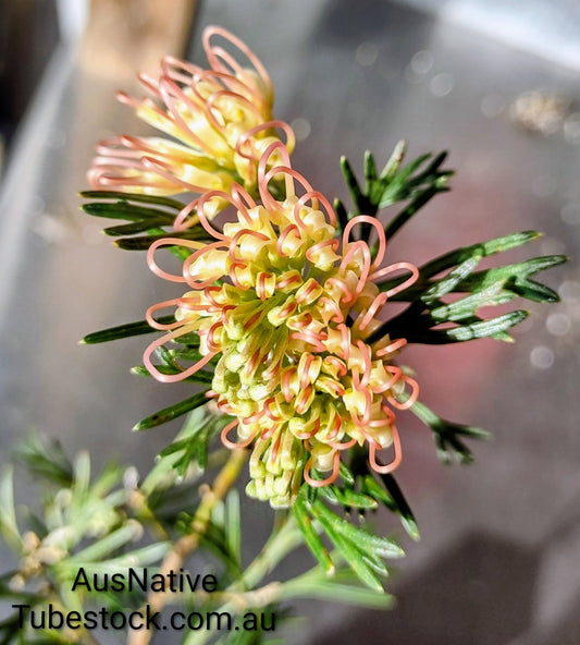 Grevillea 'Winpara Gold' Tubestock (50mm x 120mm)