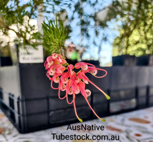 Grevillea 'Silk Carpet' Tubestock (50mm x 120mm)