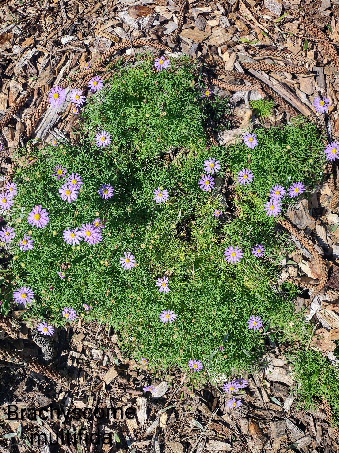 Native Daisy 'Mauve' Tubestock (50mm x 120mm)