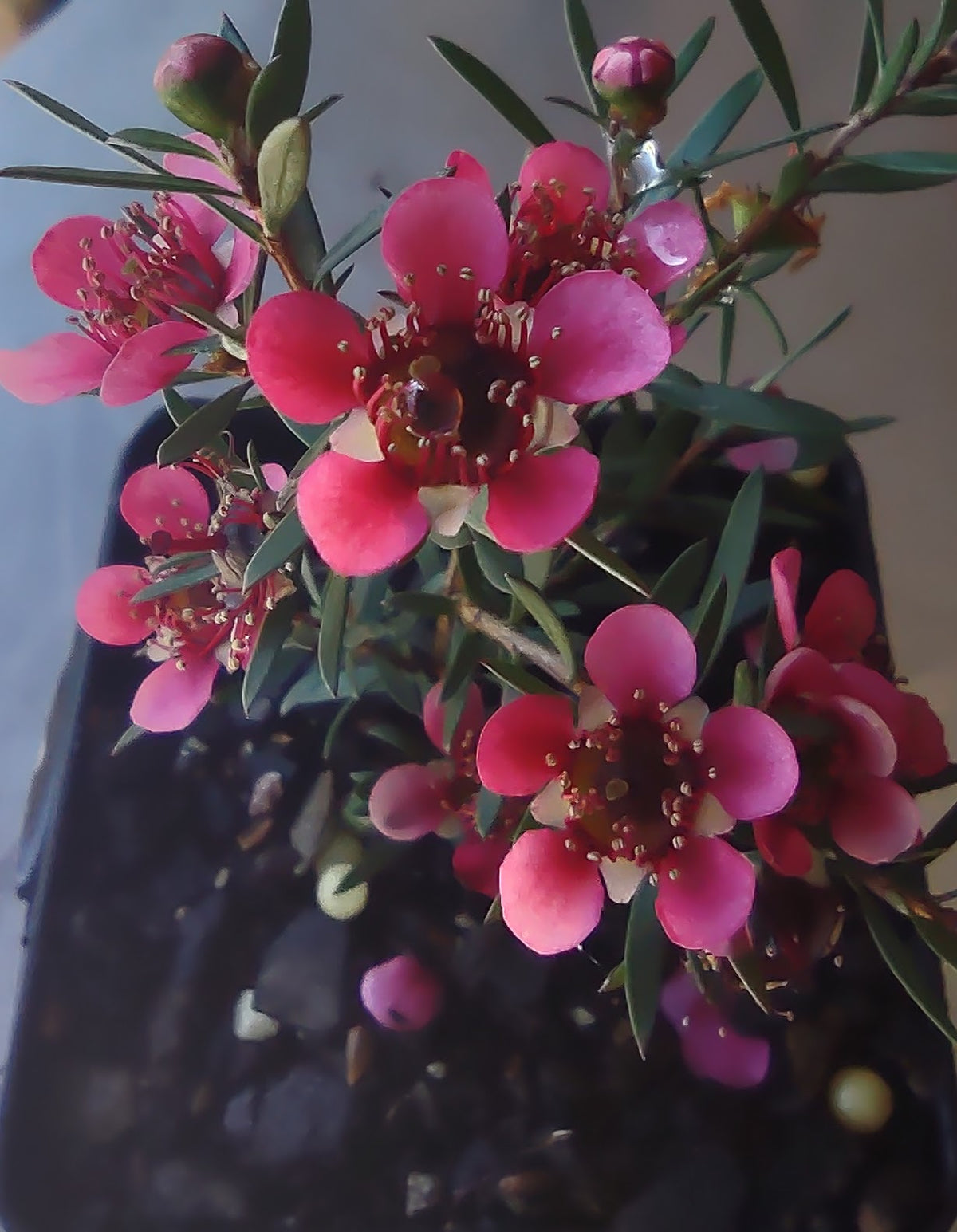 Leptospermum 'Crimson Cascade' Tubestock (50mm x 120mm)