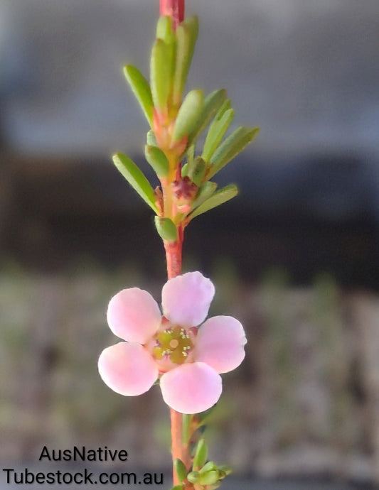 Astartea 'Winter Pink' Tubestock (50mm x 120mm)