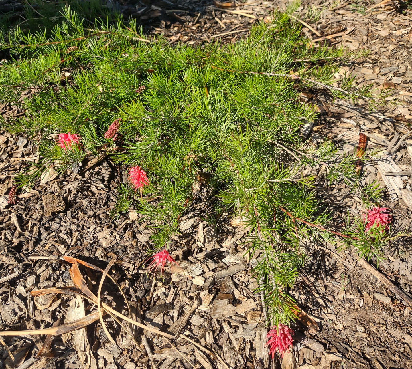 Grevillea 'Silk Carpet' Tubestock (50mm x 120mm)