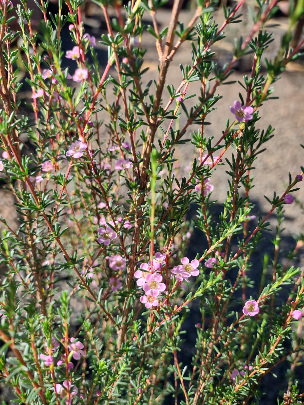 Astartea 'Winter Pink' Tubestock (50mm x 120mm)