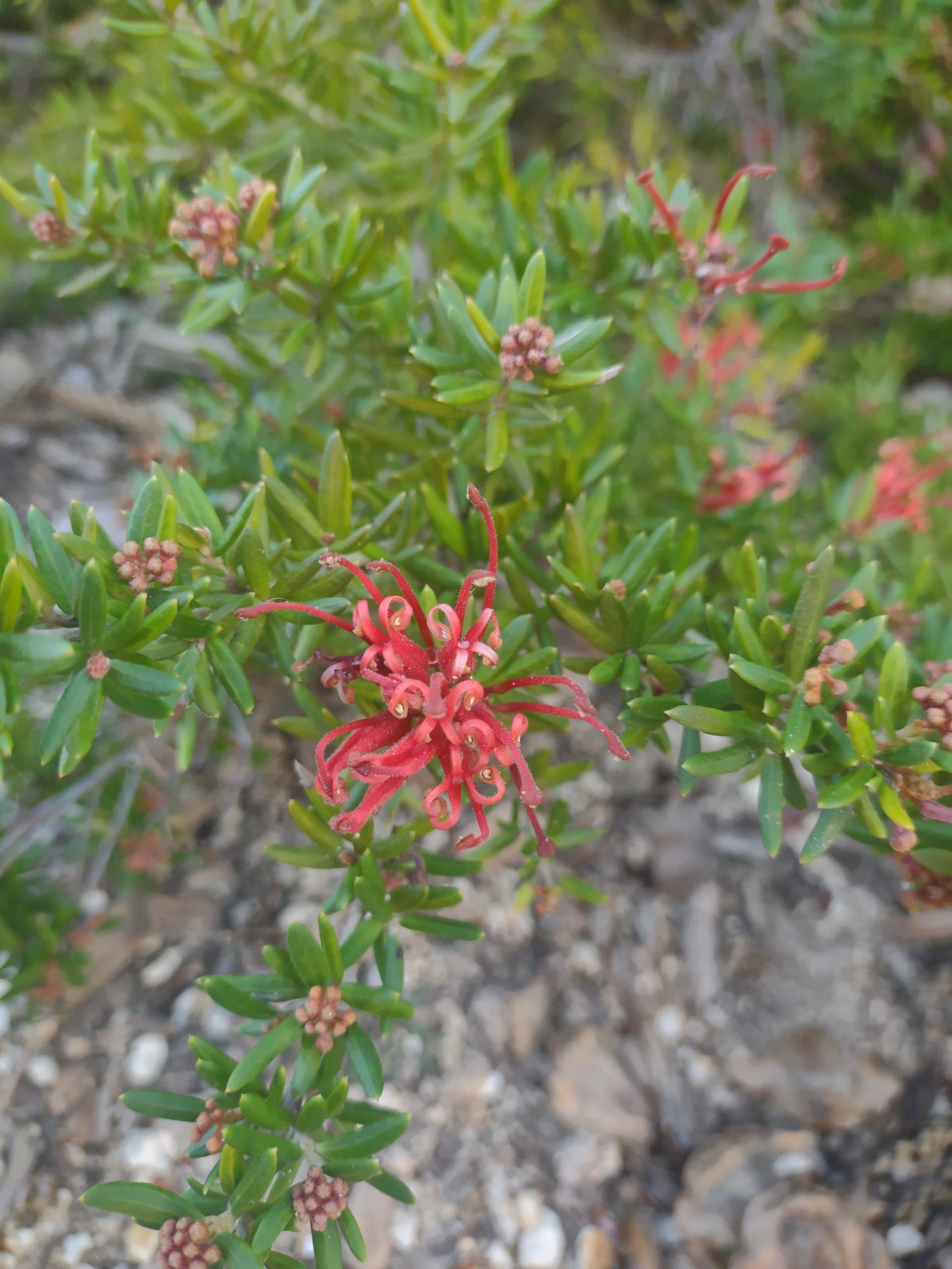 Grevillea juniperina 'Prostrate Red' Tubestock (50mm x 120mm)