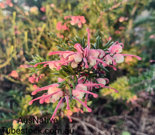 Grevillea 'Cherry Ripe' Tubestock (50mm x 120mm)