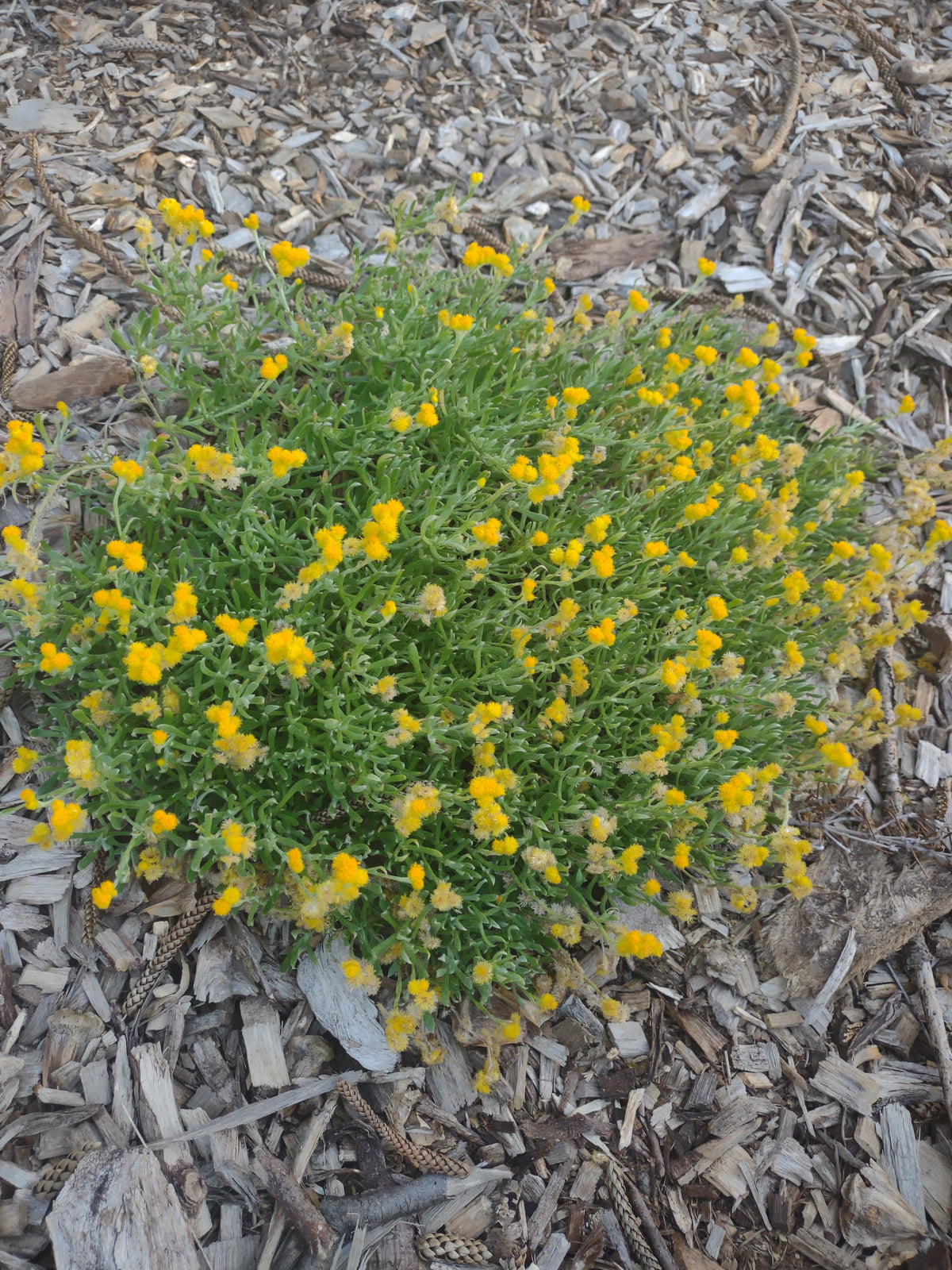 Yellow Buttons Tubestock (50mm x 120mm)