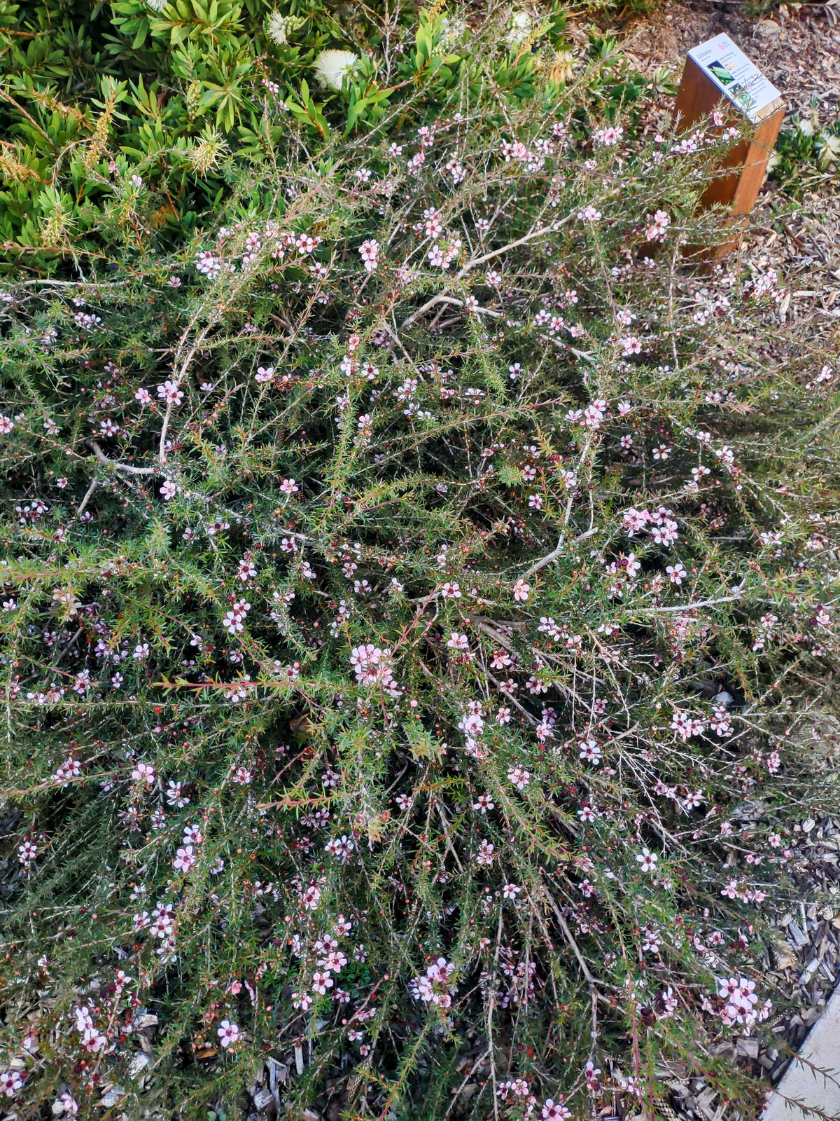 Leptospermum ' Pink Cascade' Tubestock (50mm x 120mm)