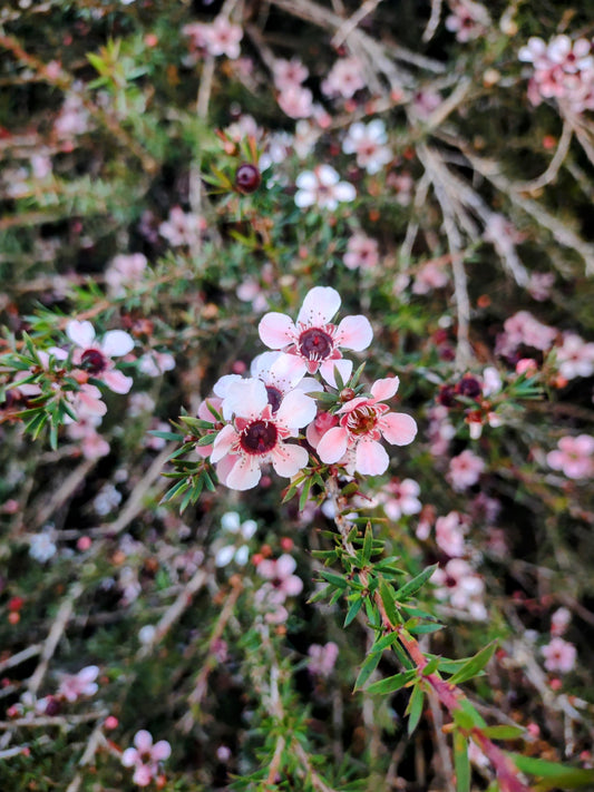 Leptospermum ' Pink Cascade' Tubestock (50mm x 120mm)