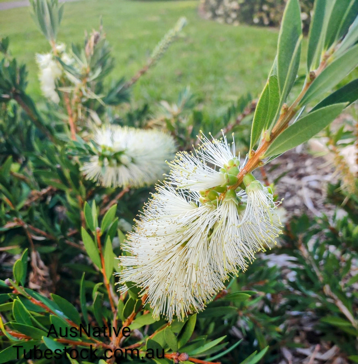 Callistemon 'White Anzac' Tubestock (50mm x 120mm)
