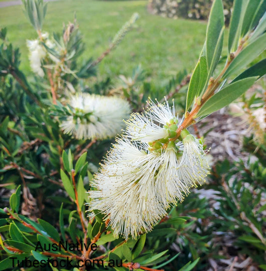 Callistemon 'White Anzac' Tubestock (50mm x 120mm)