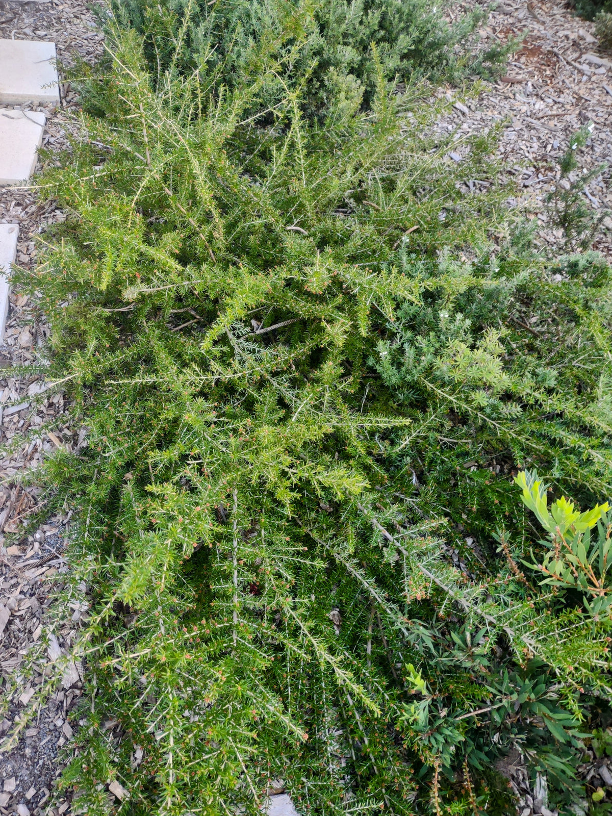 Grevillea juniperina 'Prostrate Red' Tubestock (50mm x 120mm)
