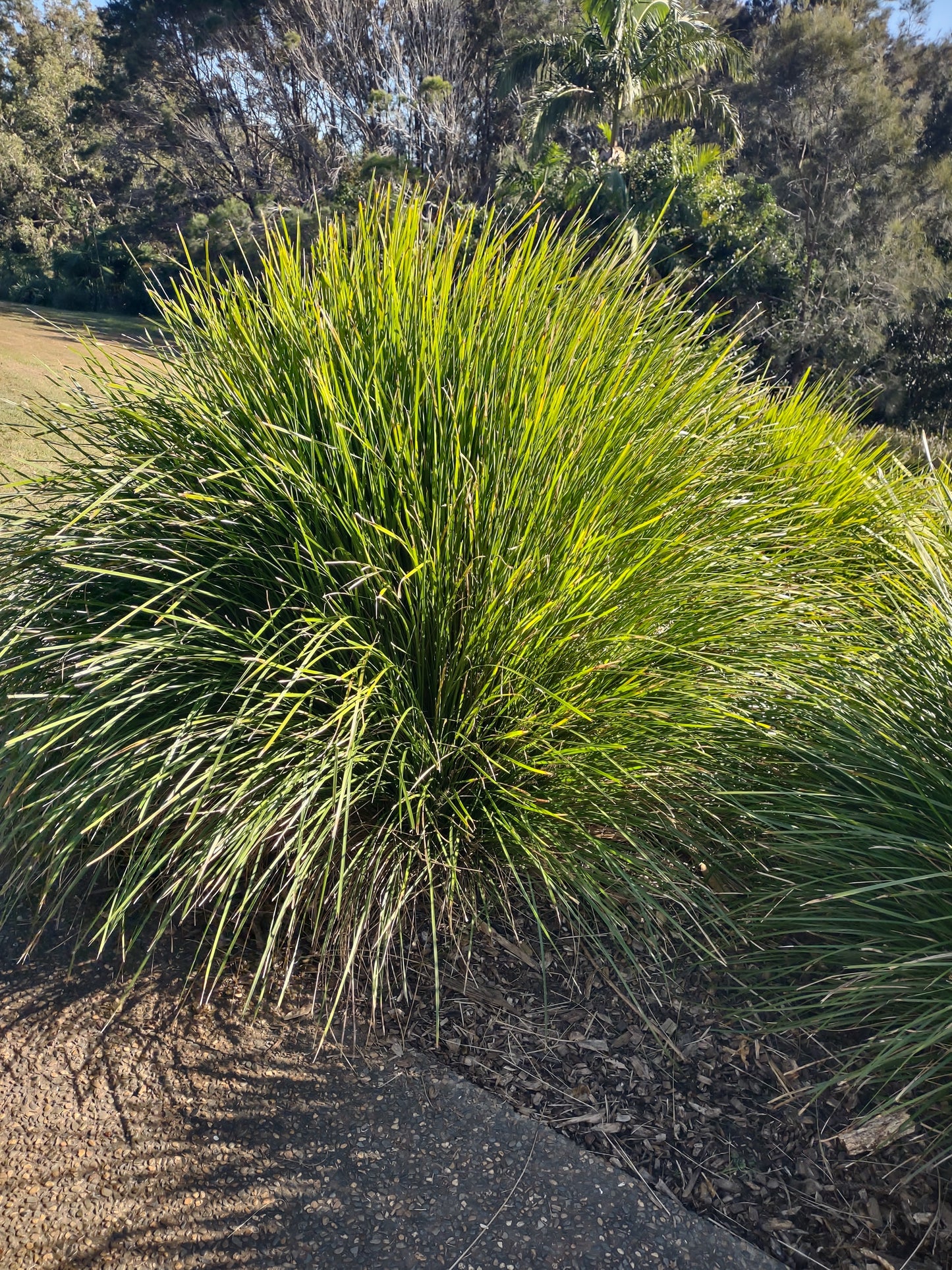 Lomandra 'Lime Tuff Tubestock (50mm x 120mm)