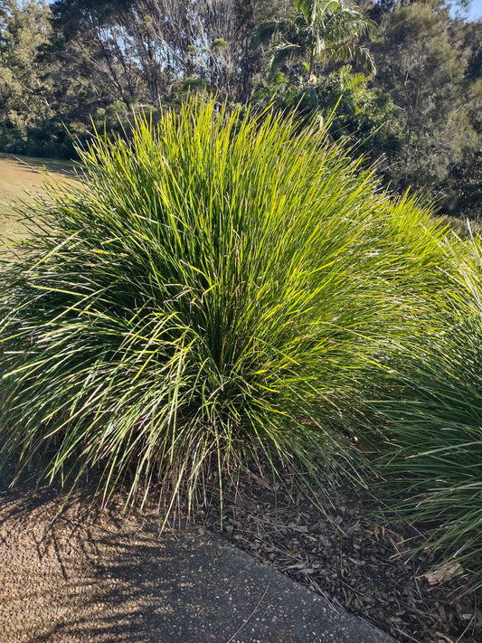 Lomandra 'Lime Tuff Tubestock (50mm x 120mm)