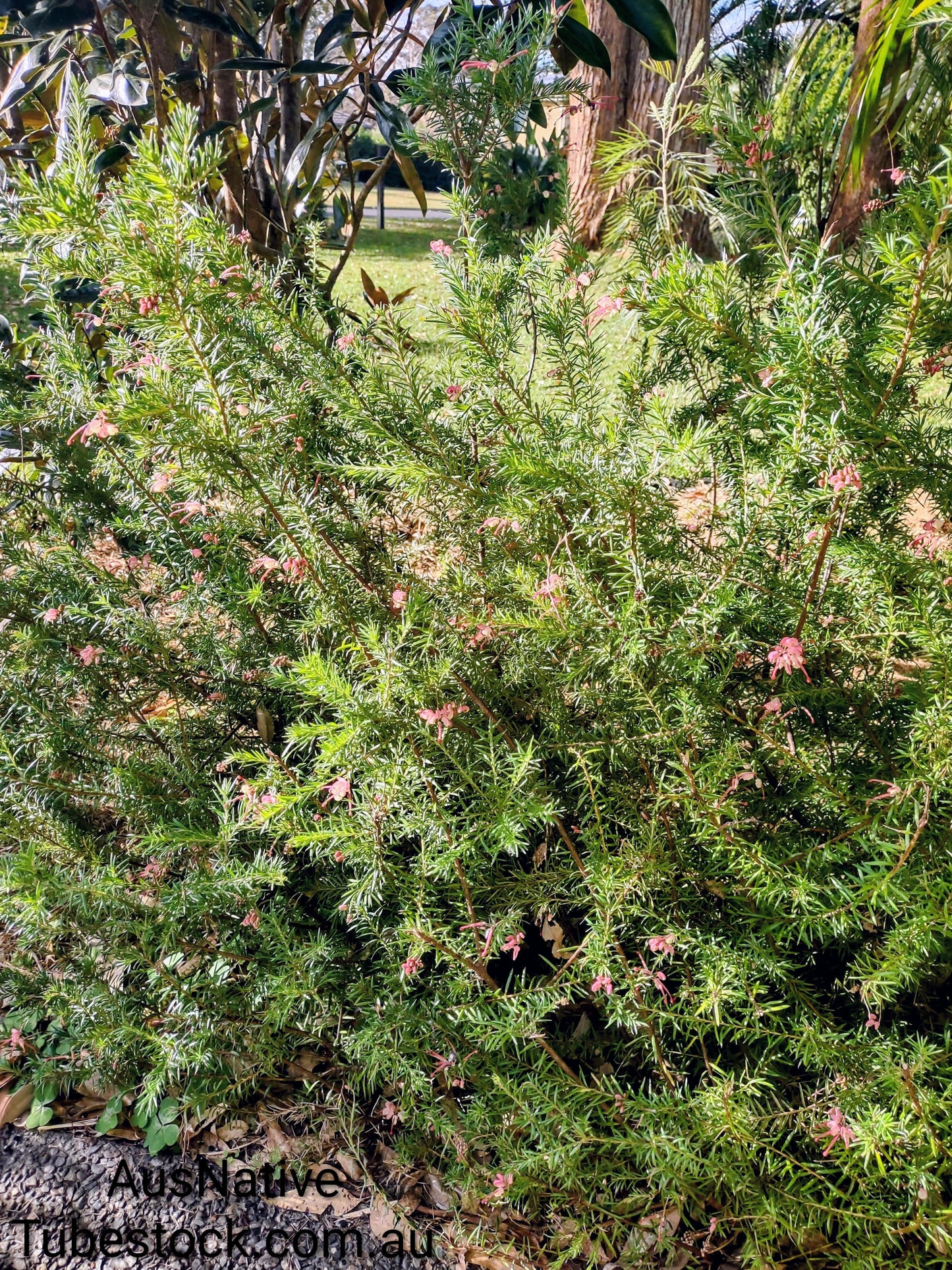 Grevillea 'Cherry Ripe' Tubestock (50mm x 120mm)