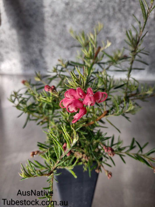 Grevillea 'Chetwynd' Tubestock (50mm x 120mm)