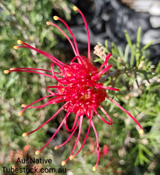 Grevillea 'Winpara Gem' Tubestock (50mm x 120mm)