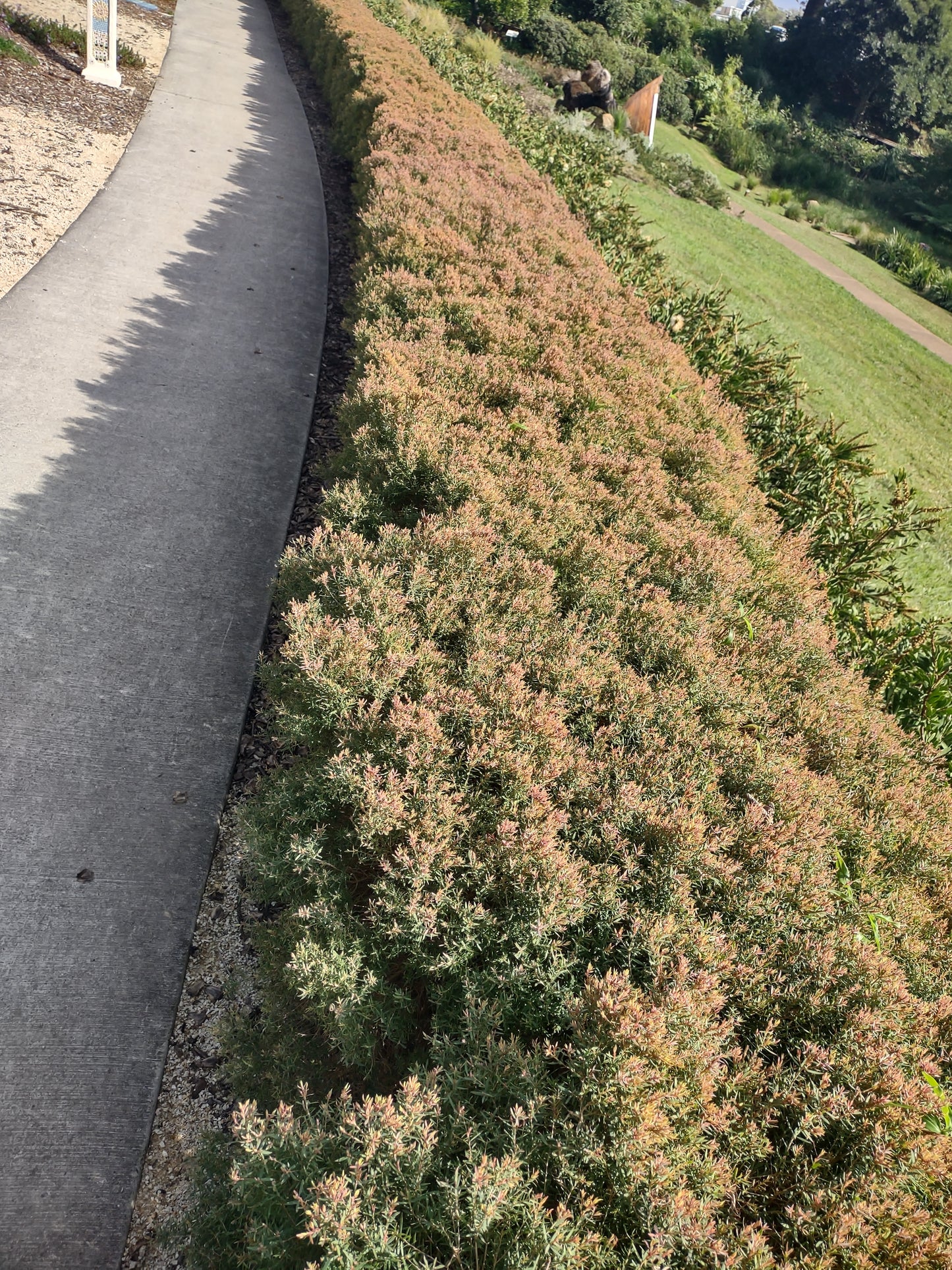 Melaleuca 'Claret Tops' Tubestock (50mm x 120mm)