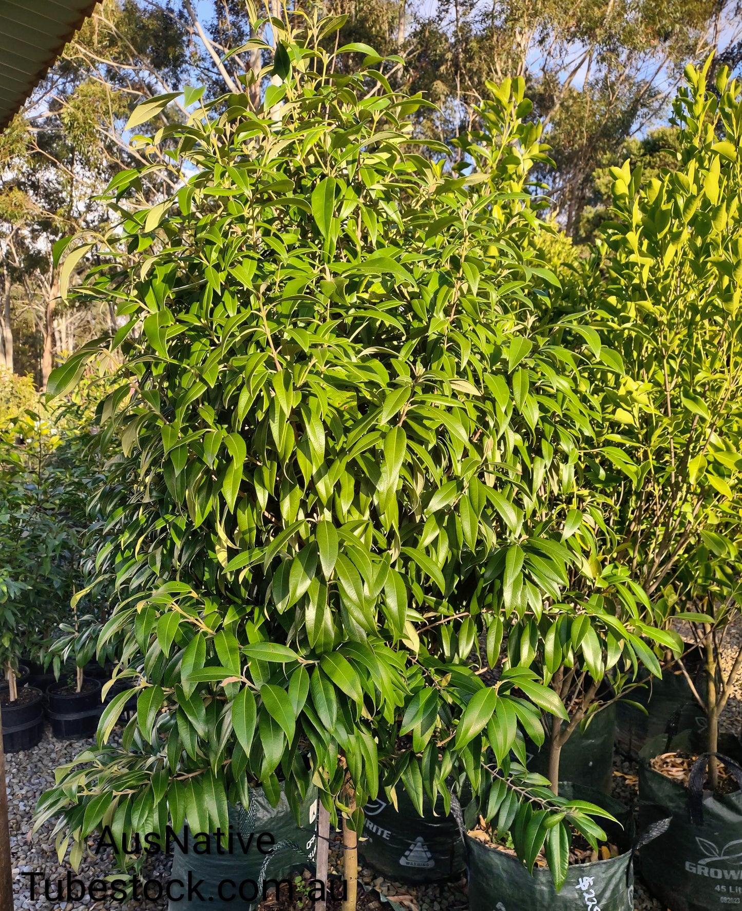 Lemon Myrtle Tubestock (50mm x 120mm)