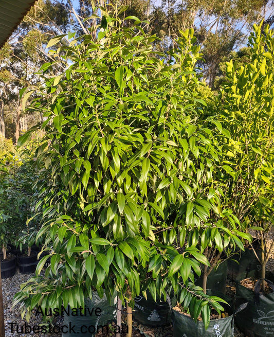 Lemon Myrtle Tubestock (50mm x 120mm)