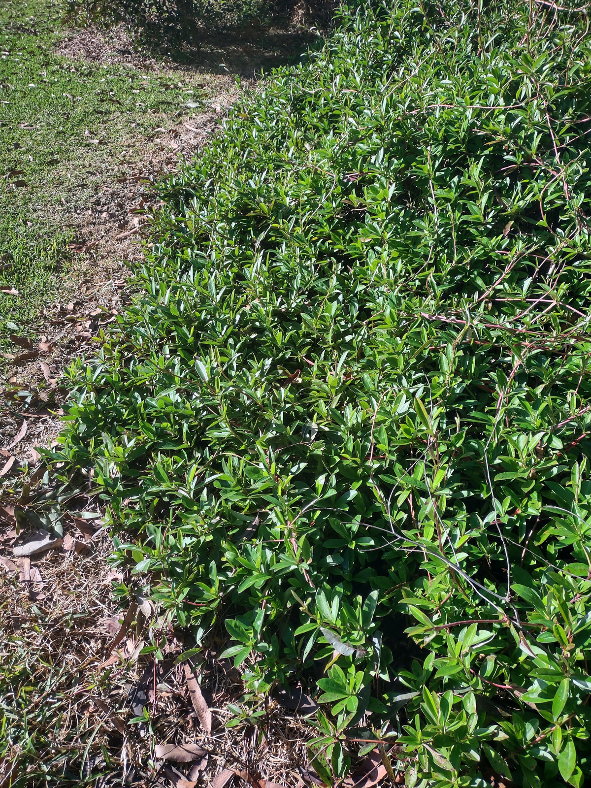 Hibbertia scandens Tubestock (50mm x 120mm)