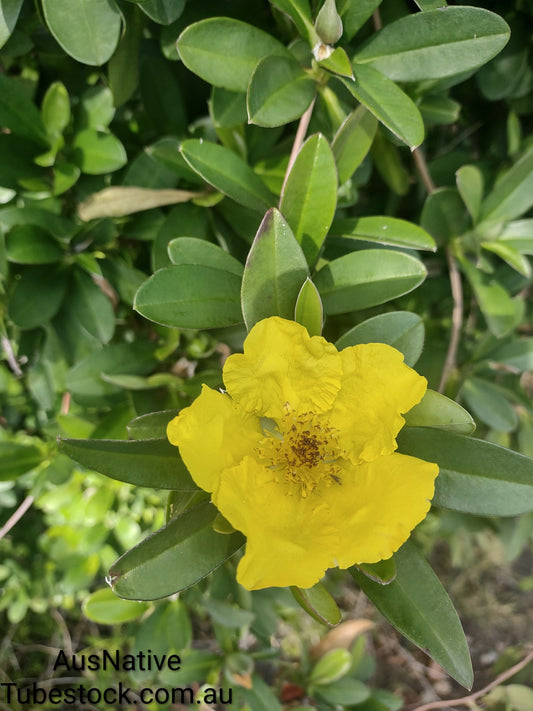 Hibbertia scandens Tubestock (50mm x 120mm)