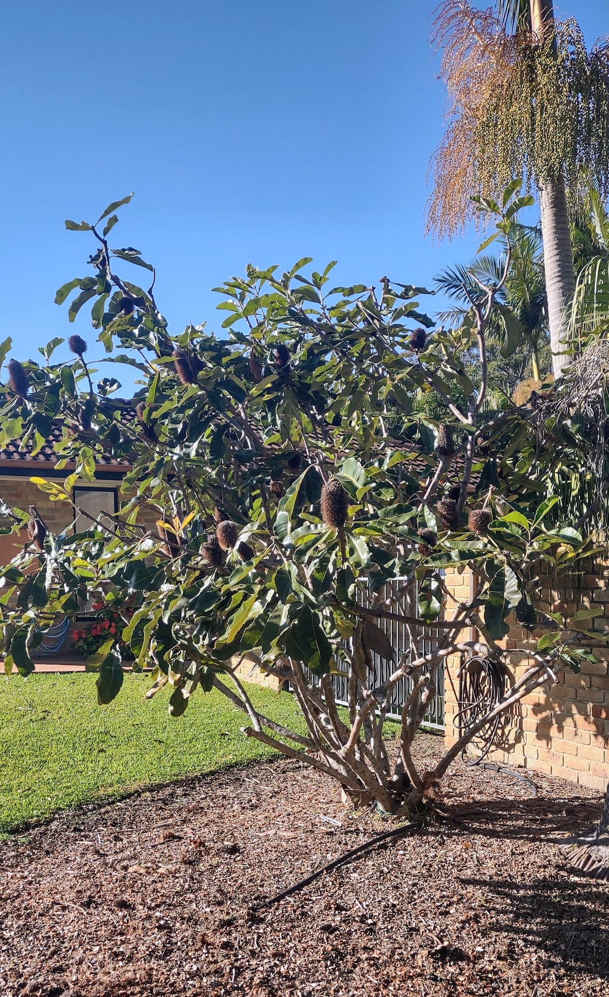 Swamp Banksia Tubestock (50mm x 120mm)