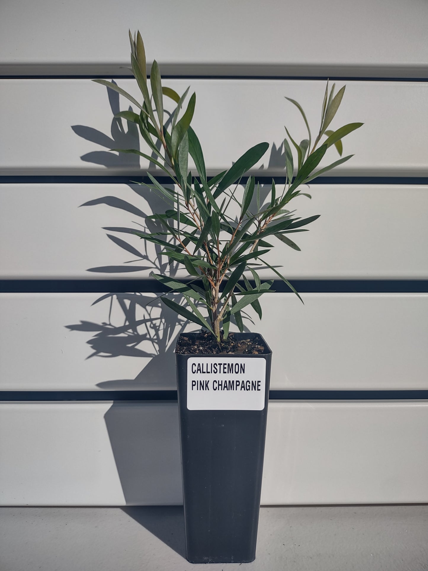 Callistemon 'Pink Champagne' Tubestock (50mm x 120mm)