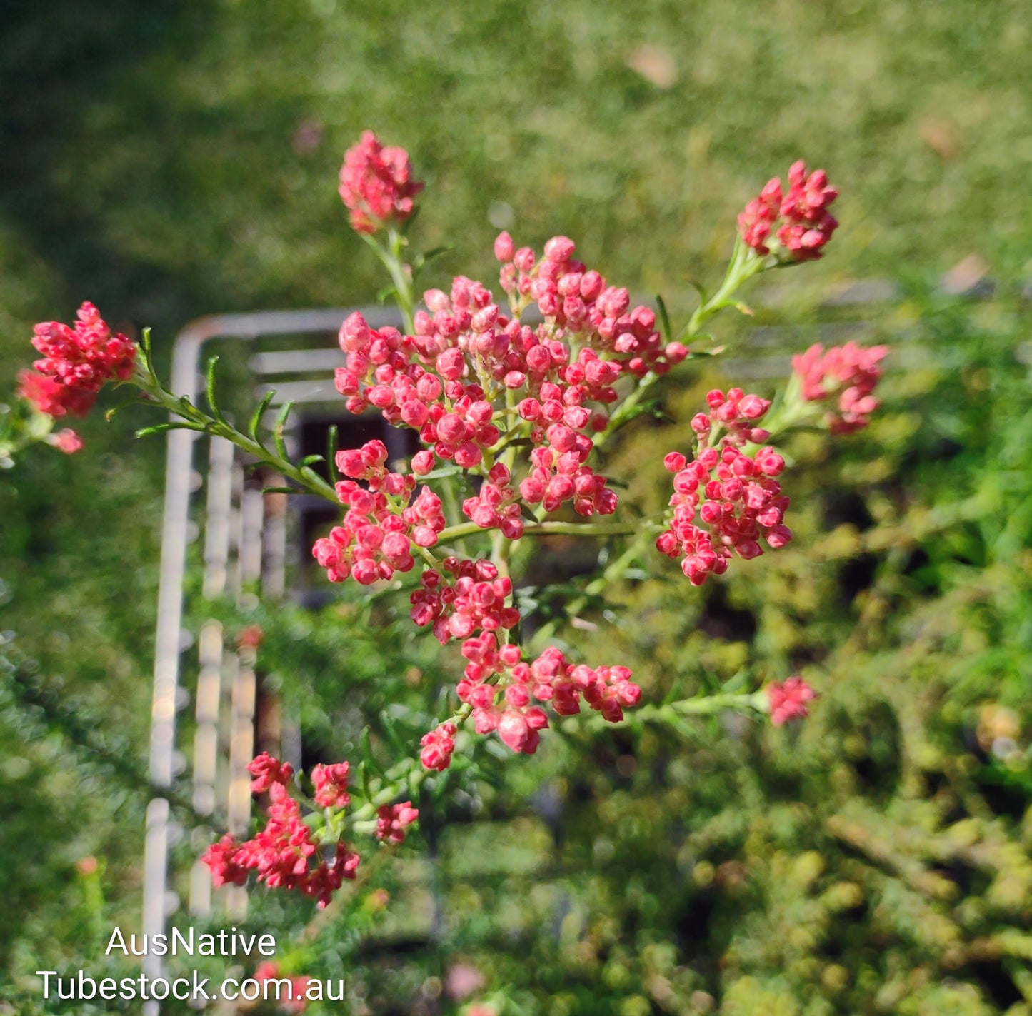 Rice Flower ‘Red Gingham’ Tubestock (50mm x 120mm)