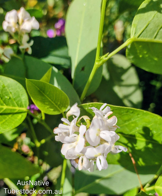 Hardenbergia 'Alba' Tubestock (50mm x 120mm)