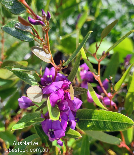 Hardenbergia violacea 'Mini HaHa' Tubestock (50mm x 120mm)