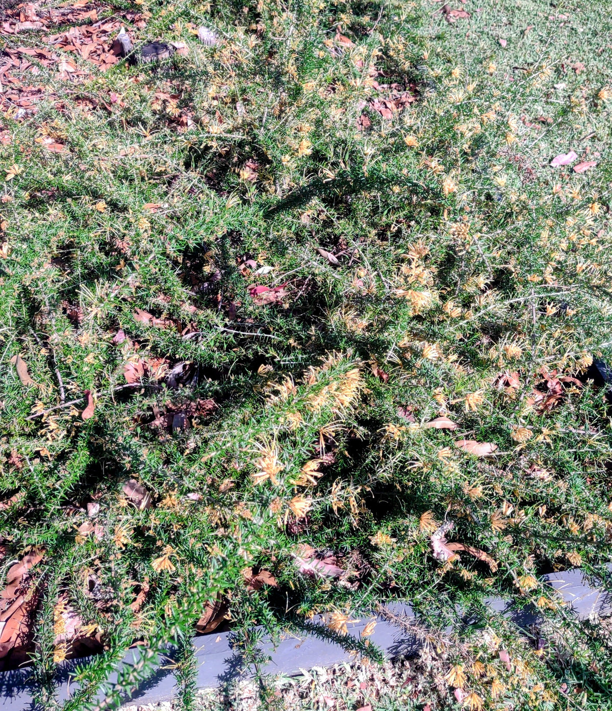 Grevillea 'Molonglo' Tubestock (50mm x 120mm)